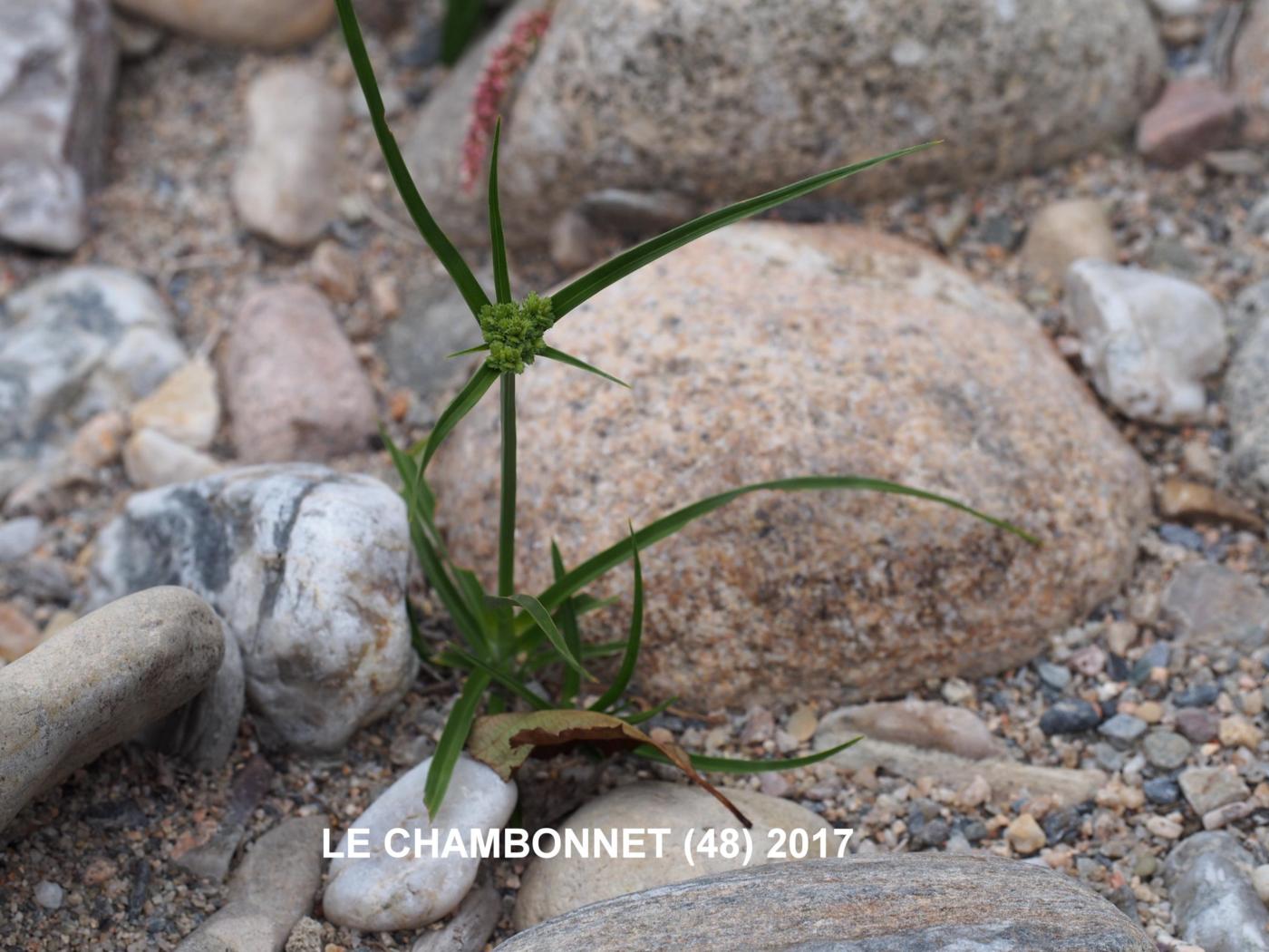 Sedge, Umbrella plant